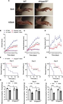 Lacking ARHGAP25 mitigates the symptoms of autoantibody-induced arthritis in mice